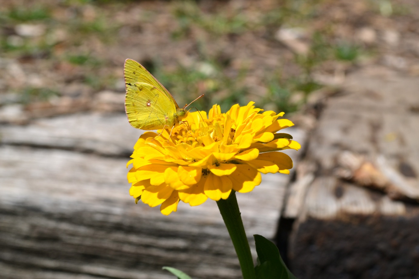 DSC_0099-blog
