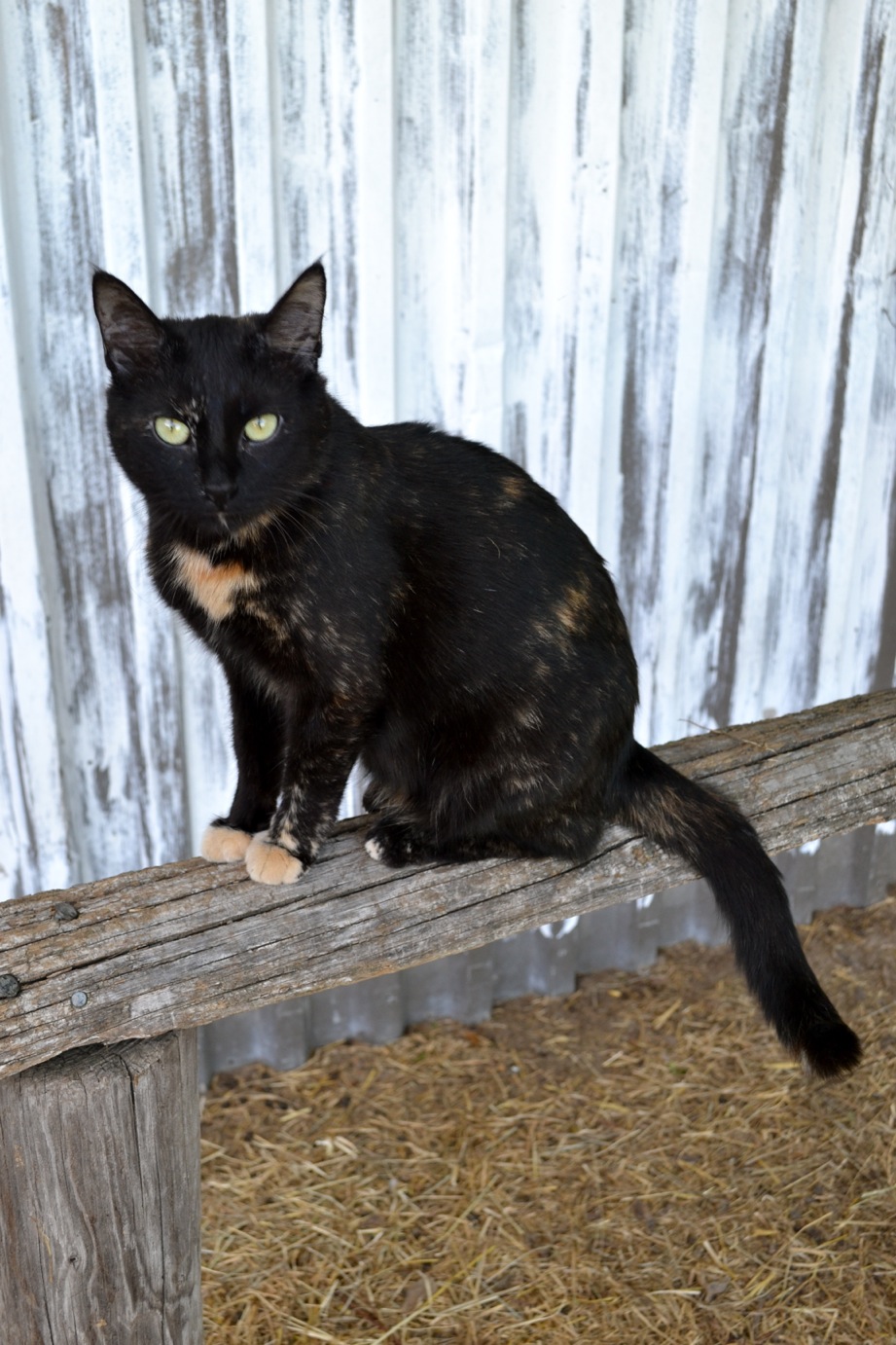 DSC_0133-blog