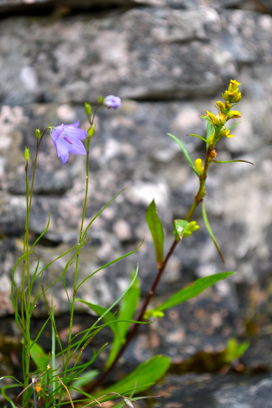 DSC_0305-blog