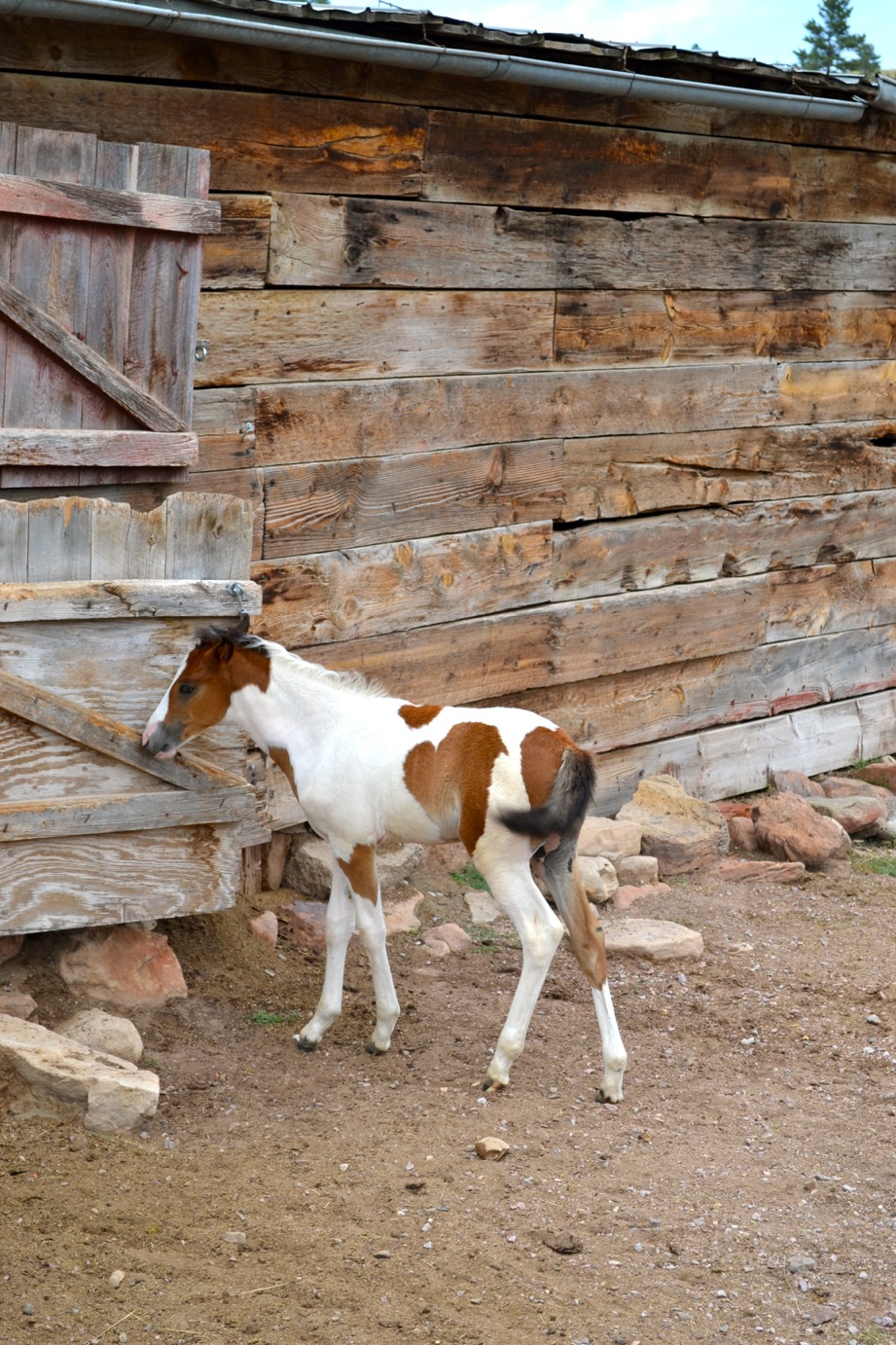 DSC_0022-blog