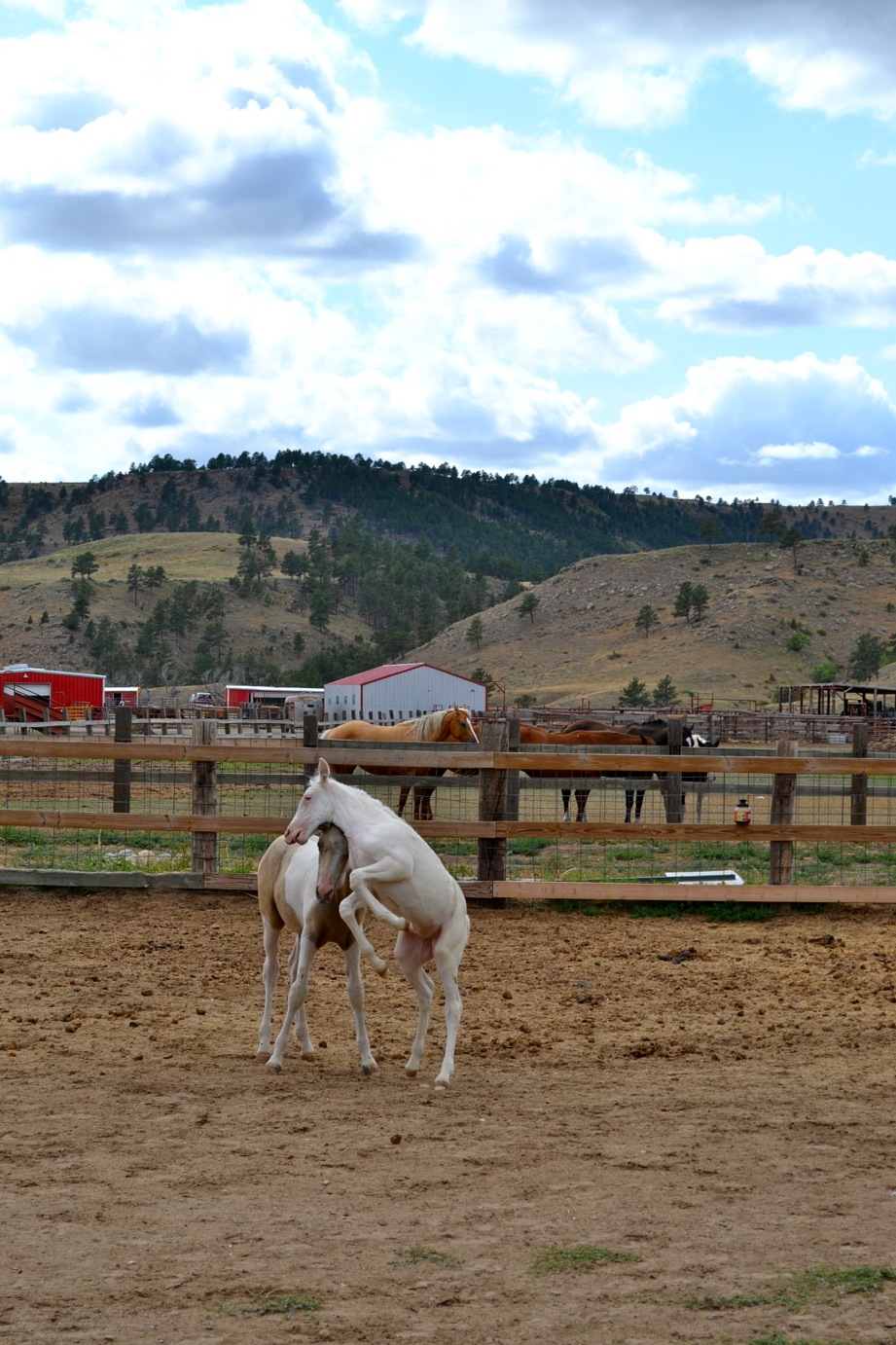 DSC_0031-blog
