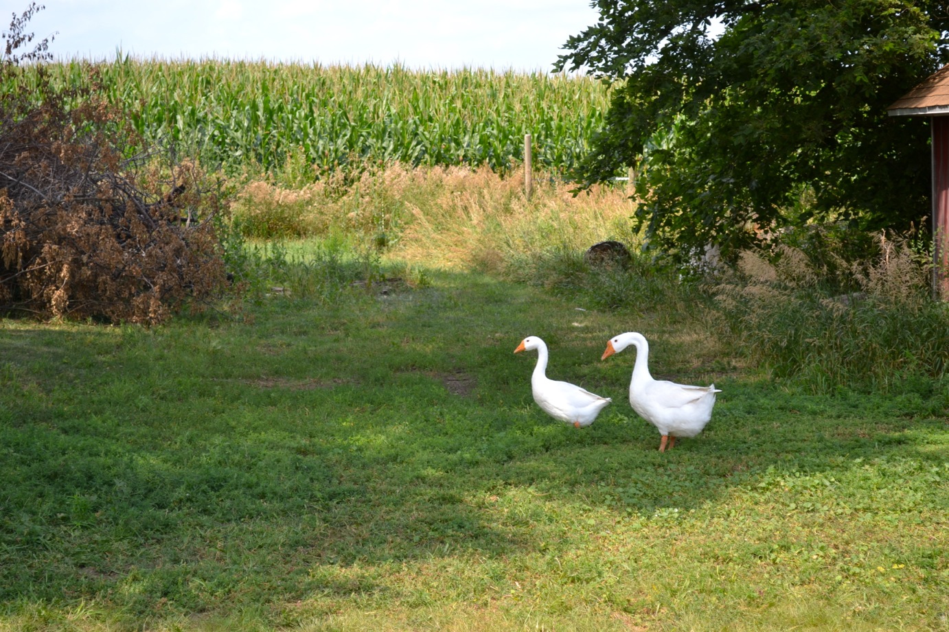 DSC_0035-blog