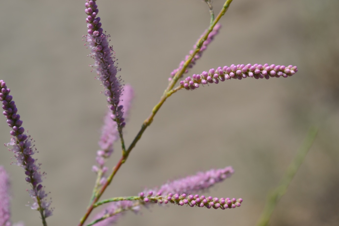 DSC_0090-blog