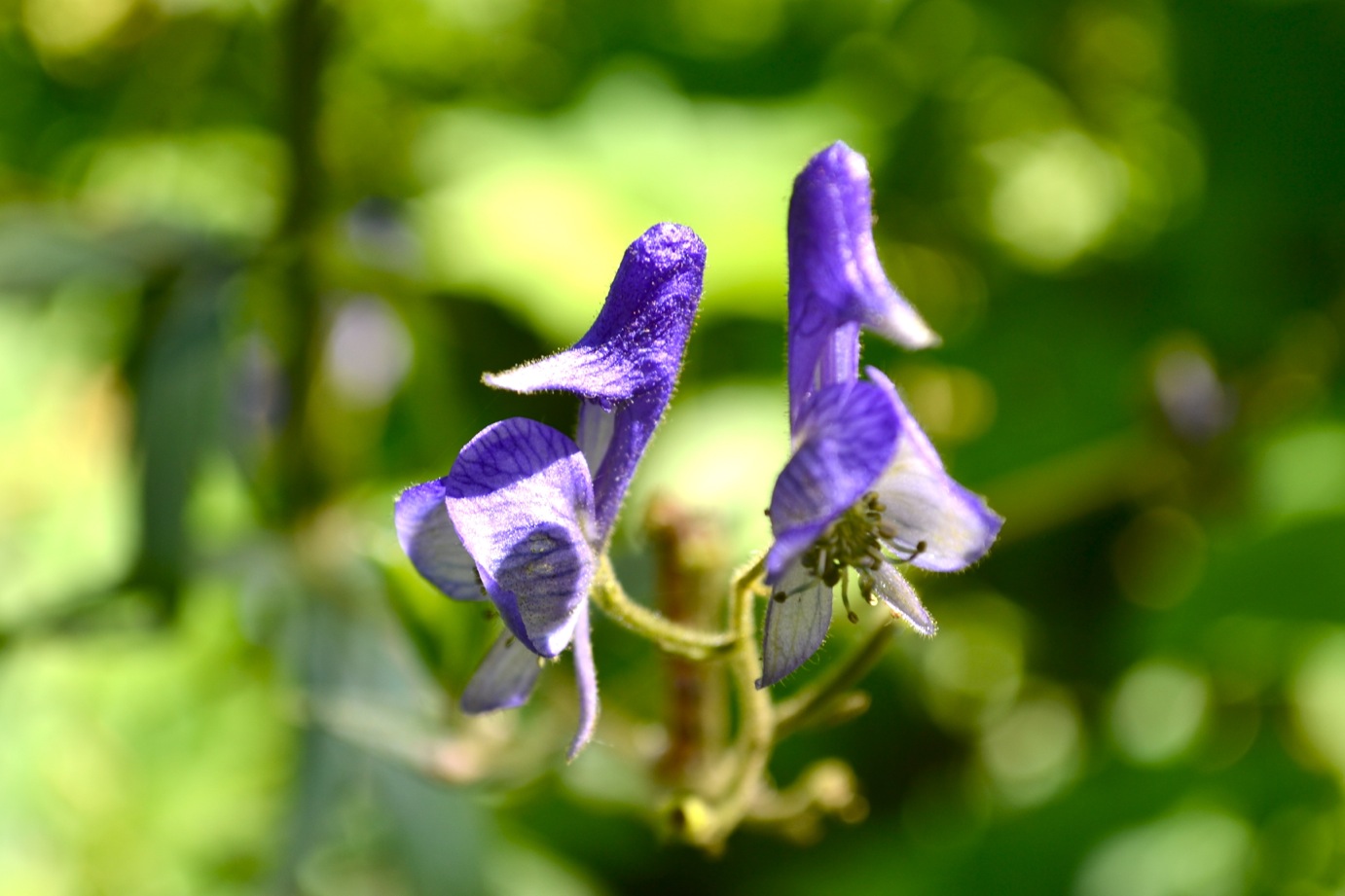 DSC_0454-blog