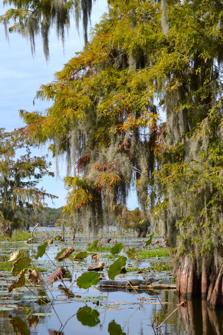 DSC_0016-blog