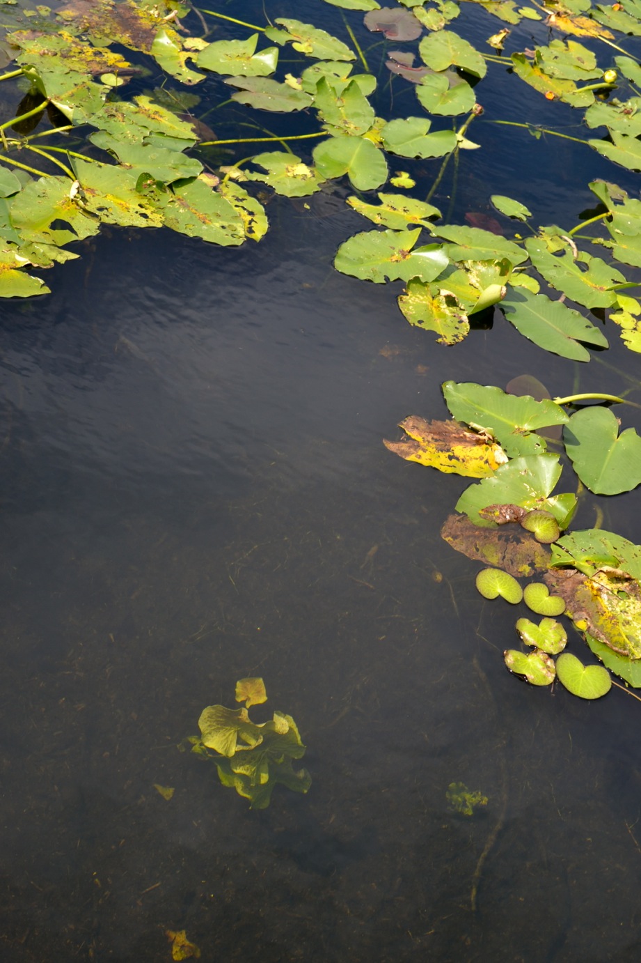 DSC_0071-blog