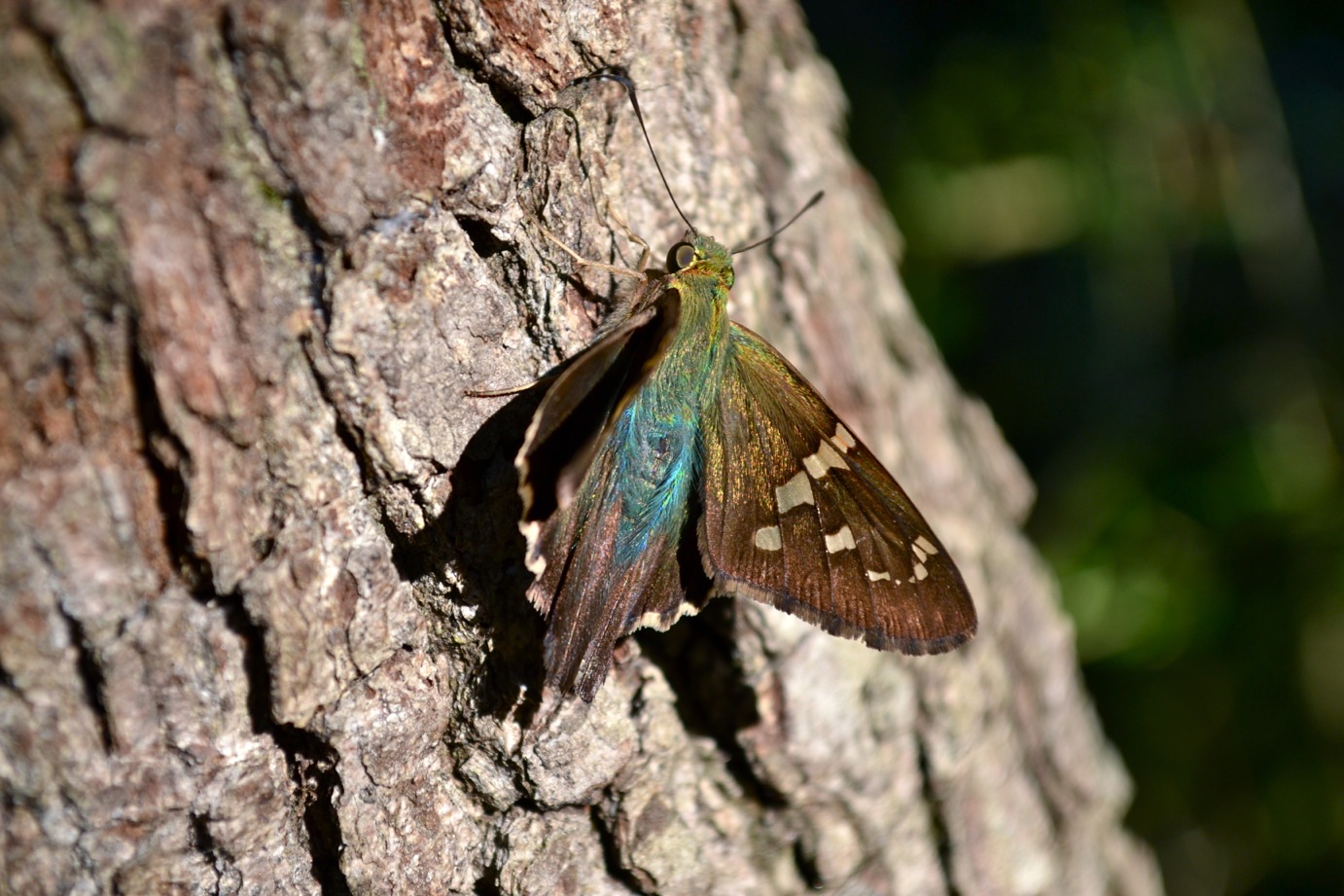 DSC_0369-blog