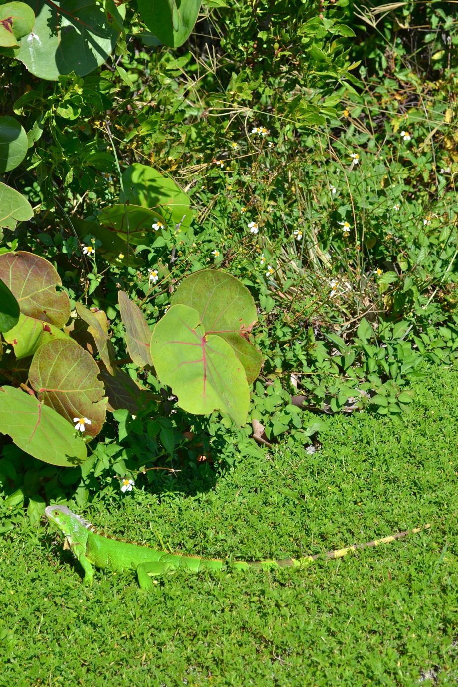 DSC_0052-blog