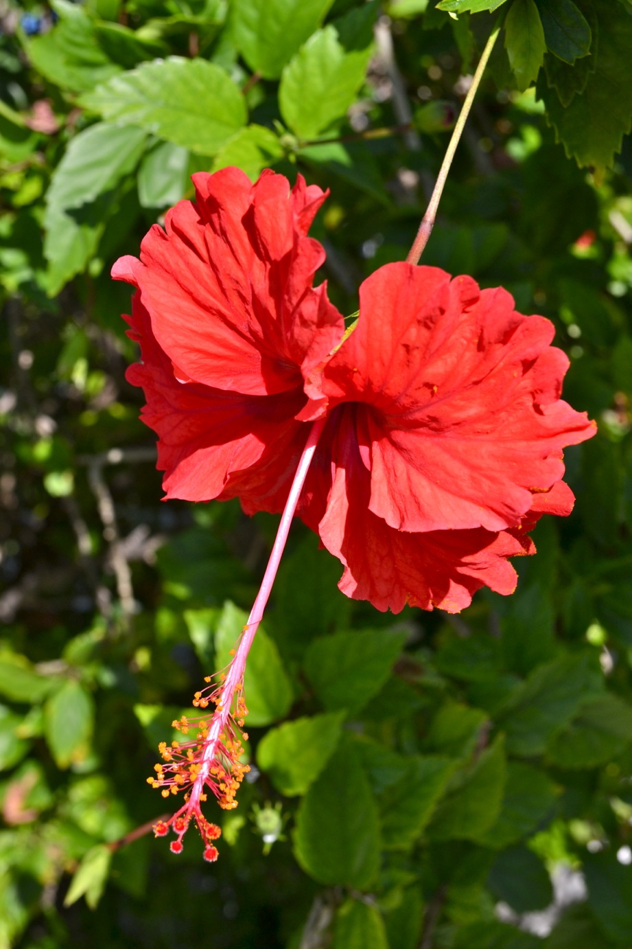 DSC_0094-blog