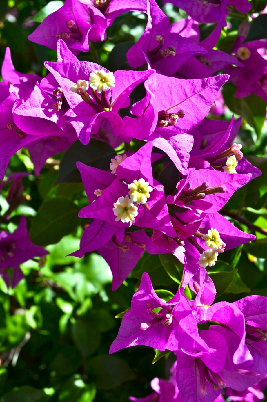 DSC_0109-blog
