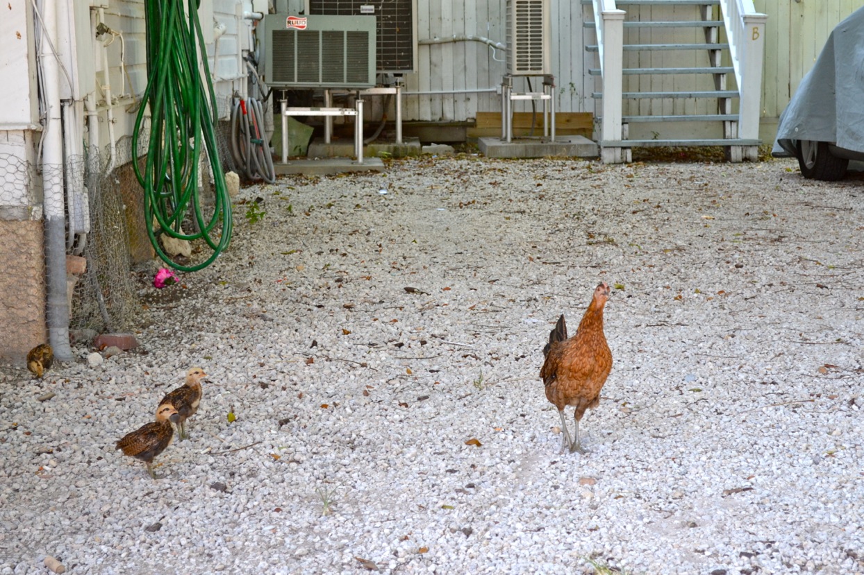DSC_0187-blog